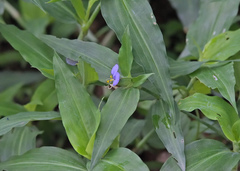 Commelina