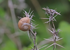 Ariophanta exilis