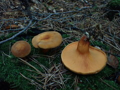 Hygrophoropsis rufa