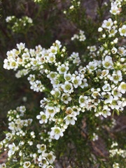 Diosma hirsuta