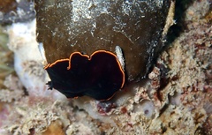 Pseudobiceros splendidus