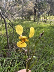 Diuris × palachila