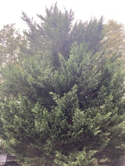 Cupressus × leylandii