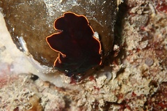 Pseudobiceros splendidus