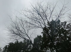 Prunus padus