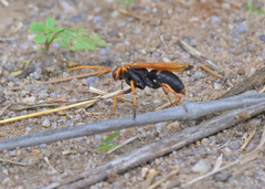 Cryptocheilus bicolor