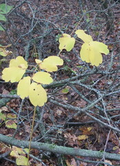 Thalictrum aquilegiifolium