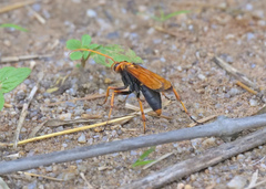 Cryptocheilus bicolor