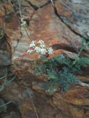 Seseli montanum