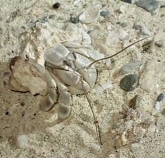 Coenobita scaevola