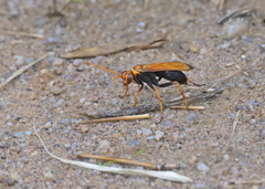 Cryptocheilus bicolor