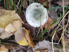 Stropharia caerulea
