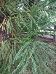 Cryptomeria japonica