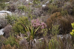 Erica hirtiflora