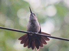 Eupetomena cirrochloris