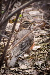 Turdus iliacus