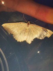 Odontognophos dumetata