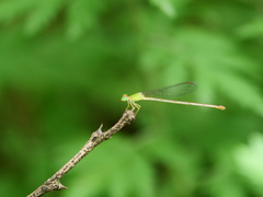 Ceriagrion