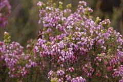 Erica hirtiflora
