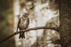 Turdus iliacus