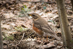 Turdus iliacus