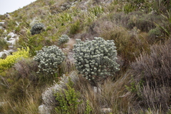 Xiphotheca fruticosa