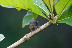 Orthotomus ruficeps