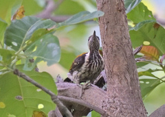 Dinopium benghalense