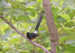 Copsychus malabaricus