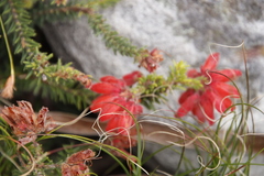 Erica cerinthoides cerinthoides