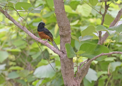 Copsychus malabaricus