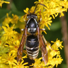 Dolichovespula arctica
