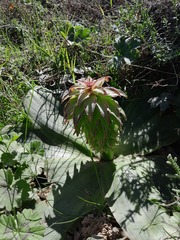Eucomis regia