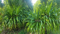 Dracaena cambodiana