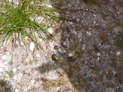 Setonix brachyurus
