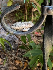 Hyla chrysoscelis
