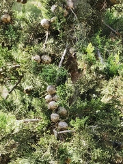 Cupressus sempervirens