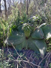 Eucomis regia
