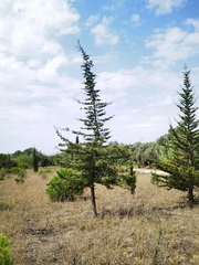 Cupressus sempervirens