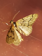 Tephronia sepiaria