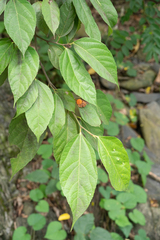 Ficus irisana