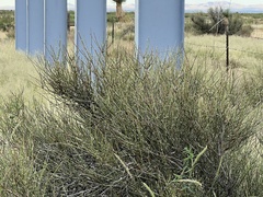 Ephedra trifurca
