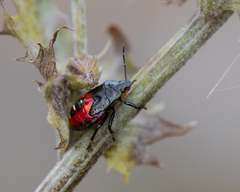 Asopinae
