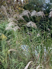Miscanthus