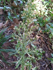 Erigeron canadensis
