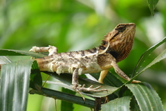 Calotes emma
