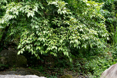 Ficus irisana
