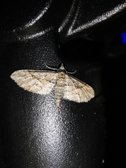 Eupithecia oxycedrata