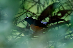 Copsychus stricklandii stricklandii