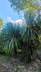 Dracaena